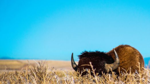 Poorly Hidden - brain focus illustration