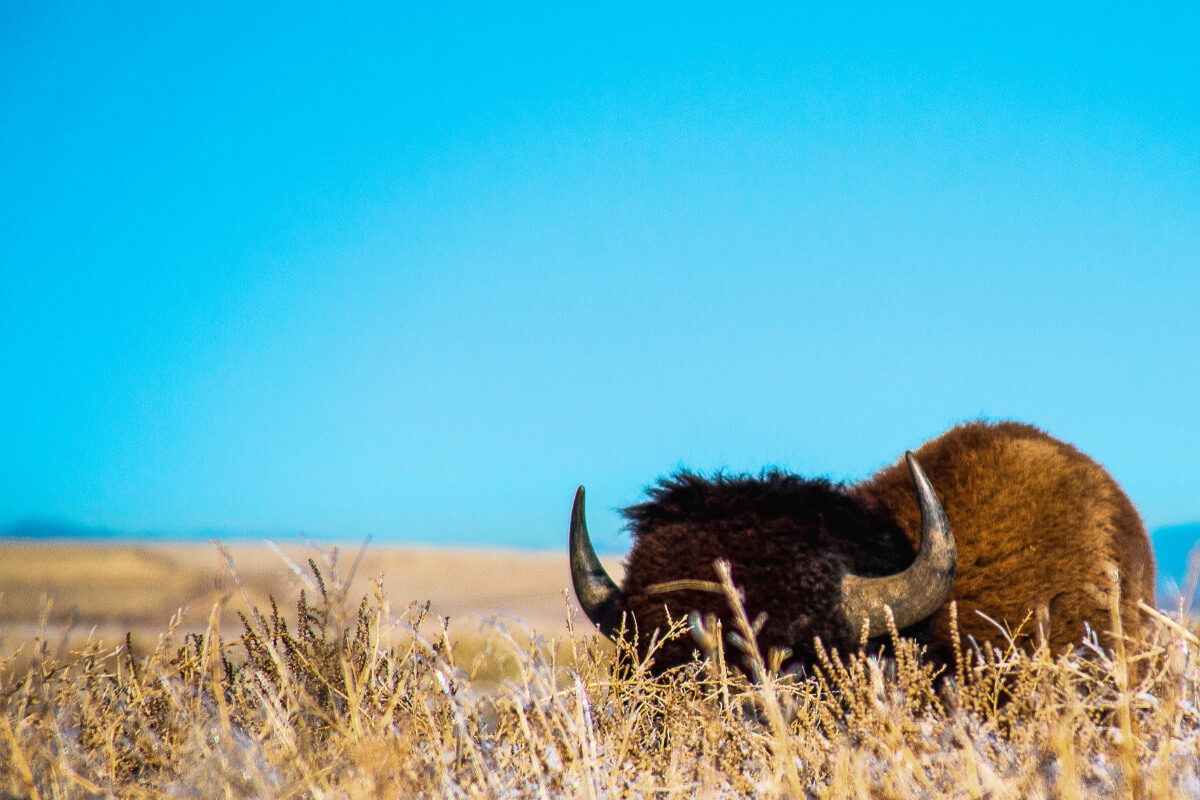 Poorly Hidden - brain focus illustration
